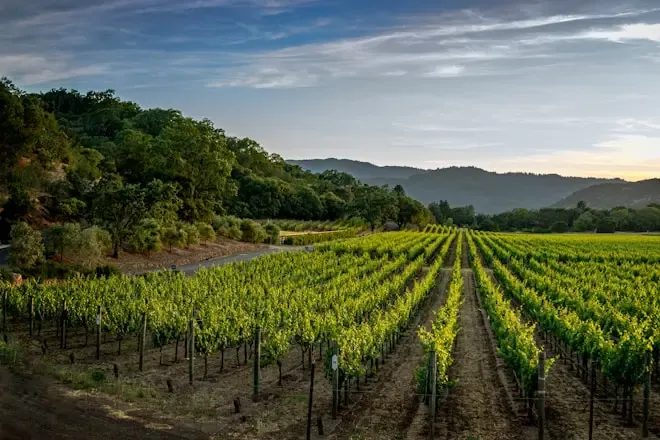 MÉS DE 40 CELLERS I 130 VINS